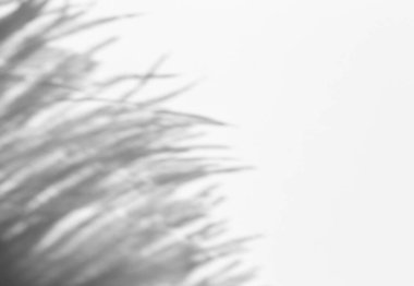 Fotoğraf için gölge örtüsü efekti. Çimenler ve bitkiler beyaz beyaz duvara, temiz güneş ışığı altında