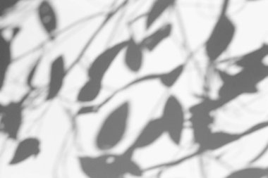 Fotoğraf için gölge örtüsü efekti. Ağaç yapraklarının gölgeleri ve güneş ışığında beyaz bir duvarda tropikal dallar.