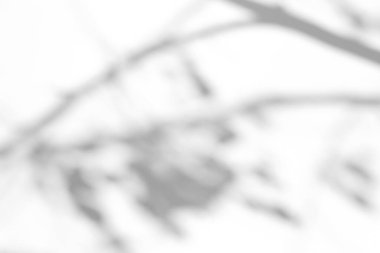 Fotoğraf için gölge örtüsü efekti. Ağaç yapraklarının gölgeleri ve güneş ışığında beyaz bir duvarda tropikal dallar.