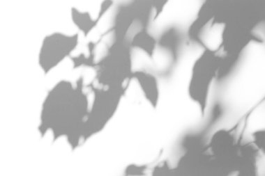 Fotoğraf için gölge örtüsü efekti. Ağaç yapraklarının gölgeleri ve güneş ışığında beyaz bir duvarda tropikal dallar.