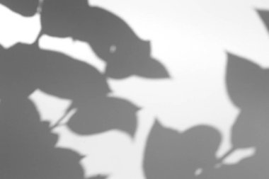 Fotoğraf için gölge örtüsü efekti. Ağaç yapraklarının gölgeleri ve güneş ışığında beyaz bir duvarda tropikal dallar.