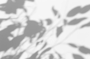 Fotoğraf için gölge örtüsü efekti. Ağaç yapraklarının gölgeleri ve güneş ışığında beyaz bir duvarda tropikal dallar.