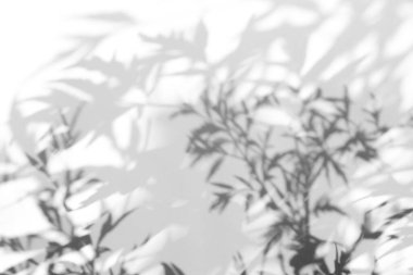 Fotoğraf için gölge örtüsü efekti. Ağaç yapraklarının gölgeleri ve güneş ışığında beyaz bir duvarda tropikal dallar.