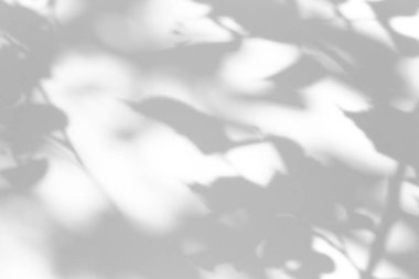 Fotoğraf için gölge örtüsü efekti. Ağaç yapraklarının gölgeleri ve güneş ışığında beyaz bir duvarda tropikal dallar.