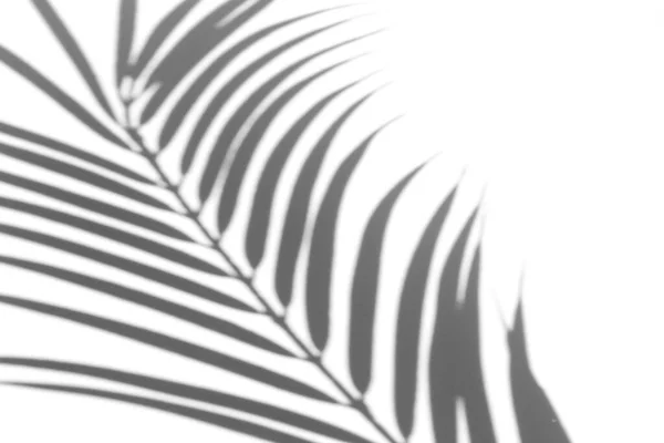 Efekt Nakładania Cienia Zdjęcie Cienie Liści Palmowych Gałęzi Tropikalnych Białej — Zdjęcie stockowe
