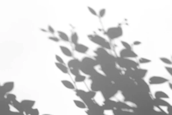 Schatten Overlay Effekt Für Foto Schatten Von Baumblättern Und Tropischen — Stockfoto