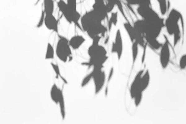 Efeito Sobreposição Sombra Para Foto Sombras Folhas Árvore Ramos Tropicais — Fotografia de Stock