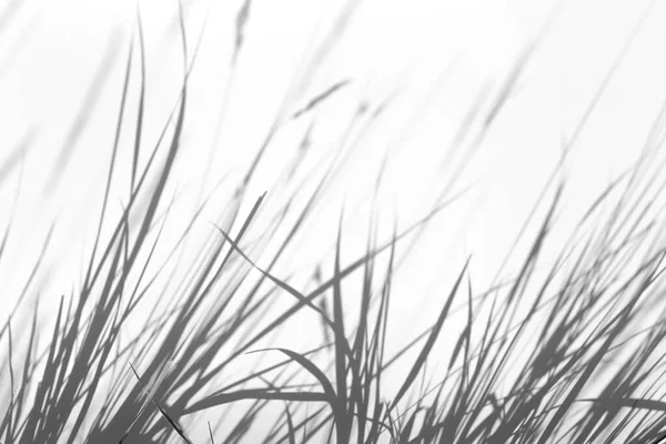 Schatten Overlay Effekt Für Foto Gras Und Pflanzenschatten Weißen Sauberen — Stockfoto