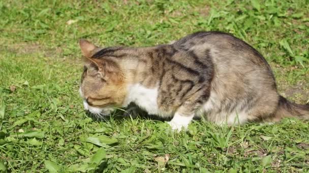 猫は夏に草の中で食べ物を食べる ペットやストリート猫のための食品 — ストック動画