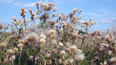 Çayır çiçekleri ve otlarla dolu bir tarla. Yazın kır çiçekleri ve bitkiler tarlada. Gökyüzüne karşı Burdock