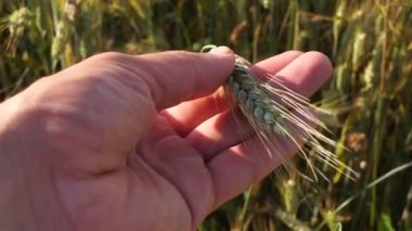 Mısır gevreği ve buğday. Yaz çiftliğindeki bir tarlada buğday ya da mısır gevreğine dokunur. Tarım ve gıda yetiştirme kavramı.