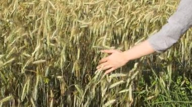 Mısır gevreği ve buğday. Yaz çiftliğindeki bir tarlada buğday ya da mısır gevreğine dokunur. Tarım ve gıda yetiştirme kavramı.