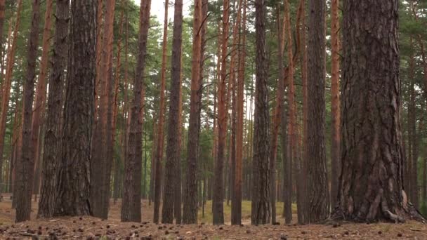 日出时在夏日的森林里松树 自然录像 — 图库视频影像