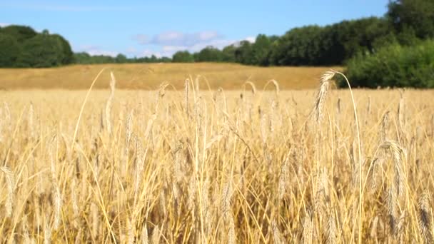农场上的小麦或黑麦田 夏天种谷类 阳光下的小麦 农业概念 — 图库视频影像