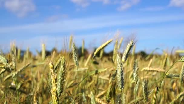 Vete Eller Rågfält Gården Odling Spannmål Råg Vete Solen Sommaren — Stockvideo