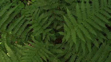 Tropikal eğreltiotu yaprakları dönüyor. Orman ve yağmur ormanları. Doğa videosu