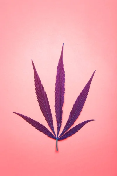 Cannabis (marijuana) leaves on a minimal pink background. Medical marijuana (hemp) and products from it.