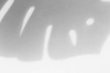 Shadow overlay effect for photo. Shadows from tree leaves palm and tropical branches on a white wall in sunlight.	