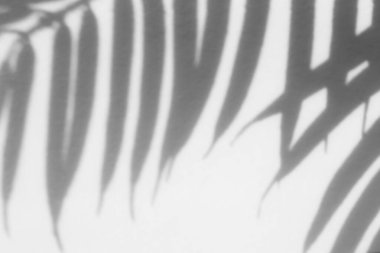 Shadow overlay effect for photo. Shadows from tree leaves palm and tropical branches on a white wall in sunlight.	