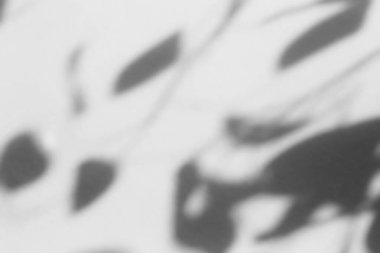 Shadow overlay effect for photo. Shadows from tree leaves palm and tropical branches on a white wall in sunlight.	