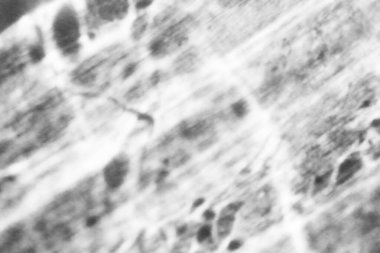 Shadow overlay effect for photo. Shadows from tree leaves palm and tropical branches on a white wall in sunlight.	