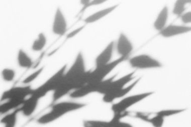 Shadow overlay effect for photo. Shadows from tree leaves palm and tropical branches on a white wall in sunlight.	