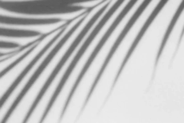 Shadow Overlay Effect Photo Shadows Tree Leaves Palm Tropical Branches — Stockfoto