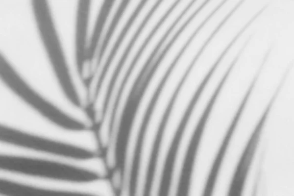 Shadow overlay effect for photo. Shadows from tree leaves palm and tropical branches on a white wall in sunlight.	