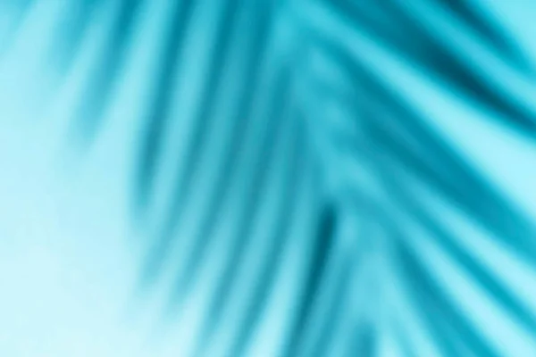 Shadow Overlay Effect Shadows Tropical Palms Leaves Blue Wall Sunlight — Stock Photo, Image