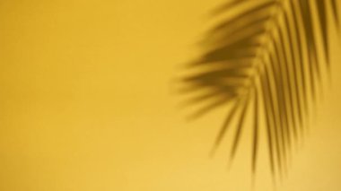 Gölge örtüsü. Tropikal palmiye yapraklarının gölgeleri ve güneş ışığında sarı, temiz bir duvarın üzerindeki bitkiler. Boşluğu kopyala