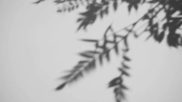 Εφέ επικάλυψης σκιών. Σκιές φυτών και φύλλων δέντρων σε λευκό καθαρό τοίχο. — Αρχείο Βίντεο