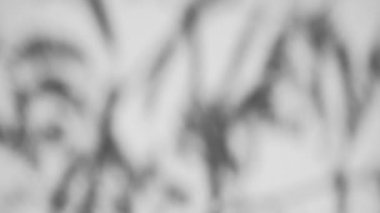 Gölge örtüsü etkisi. Bitkilerin ve ağaç yapraklarının gölgeleri beyaz, temiz bir duvarda.