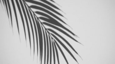 Gölge örtüsü. Tropikal palmiye yapraklarının gölgeleri ve güneş ışığında temiz beyaz bir duvarın üzerindeki bitkiler. Boşluğu kopyala