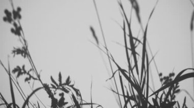 Gölge örtüsü. Bitkilerin gölgeleri, yapraklar ve bitkiler beyaz, temiz bir duvarın üzerinde gün ışığında.