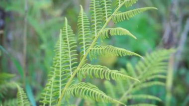 Ormanda eğrelti otu yaprağı. Orman çiçekleri ve bitkiler. Eğreltiotunun şekli ve şekli