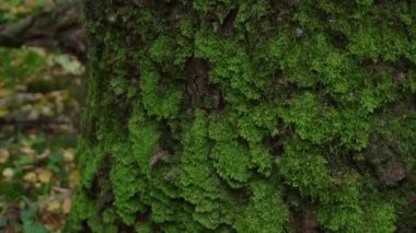 Ağaçta yosun var. Yaz ormanında bir ağaç gövdesinde yeşil yosun. Orman bitkileri kapanıyor.