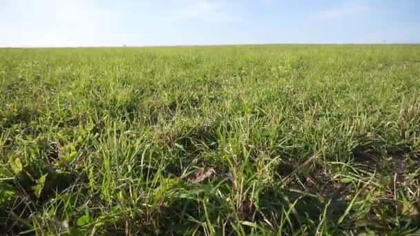 Câmp curat de vară cu iarbă verde sub cerul albastru. Un câmp agricol cu orizont și iarbă legănată în vânt . — Videoclip de stoc