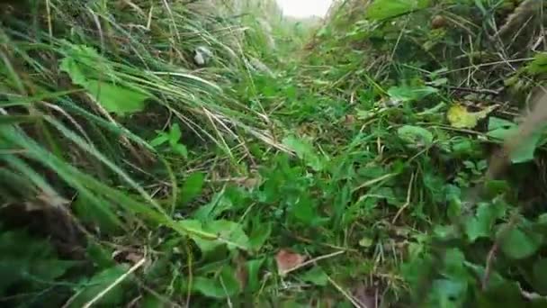 Scampering genom gräs spår POV synvinkel. Utsikt över ett krypande djur, katt eller orm genom gräset. — Stockvideo