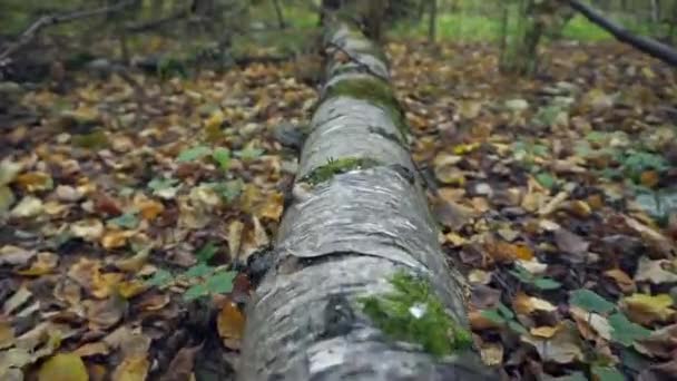 Moss di pohon. Lumut hijau di batang pohon di hutan musim panas. vegetasi hutan menutup dan POV gerakan — Stok Video