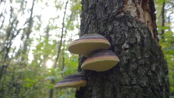 Cogumelo de árvore em uma árvore de abeto na floresta de outono. — Vídeo de Stock