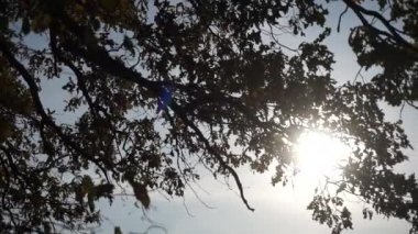 Güneş altında ağaç yaprakları ve güneş ışığında gökyüzü. Yazın güneşli bir ormanda bir ağacın dalları.