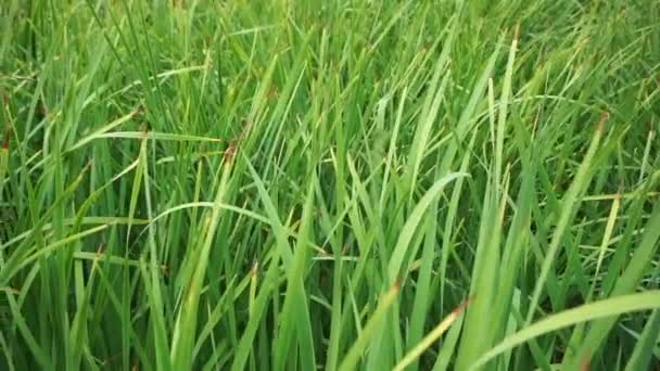 Зеленая трава (сажа) растет на водохранилищах. Зеленая растительность и растительный фон — стоковое видео