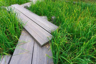 Su deposu veya bataklığın yeşil çimlerinde tahta bir patika. Japon ve Asyalı tarzında yollar ve köprüler dizaynı.