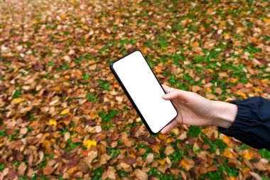 Parktaki sarı sonbahar yapraklarının arka planında eli olan akıllı telefon ekranı. Ormandaki evin dışında akıllı telefon ve internet kullanarak.