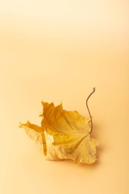 Sonbahar en az sanat rüyası. Renkli minimal arkaplanda akçaağaç yaprağını düşür.