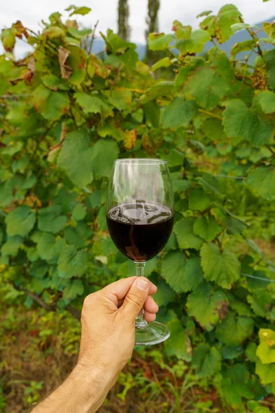 Üzüm bağında el ele tutuşan kırmızı şarap kadehi. Yüksek kalite fotoğraf