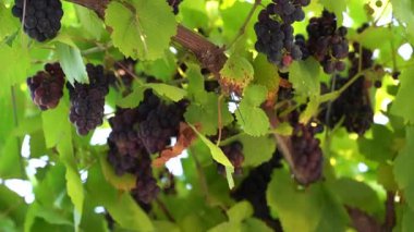 Üzüm bağında koyu kırmızı şarap üzümleri. Yüksek kaliteli FullHD görüntüler