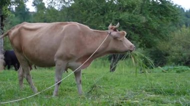 Çiftlikte taze yeşil çimen yiyen, geleneksel tarım, çiftlik hayvanları bakımı ve kırsal yaşamı ön plana çıkaran kırsal bir ineğin kırsal kesimdeki videosu..