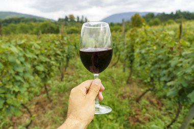 Bir el, bir bardak kırmızı şarabı güneşli bir üzüm bağının manzaralı zemininde tutuyor. Bu canlı yaz sahnesi kırsal kesimde şarap kültürünün zarafetini ve eğlencesini yansıtıyor. Mükemmel.