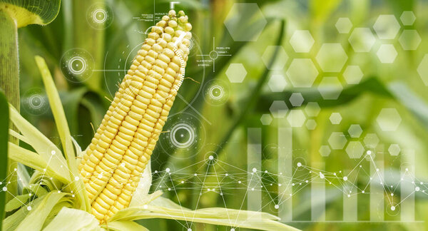 Умное сельское хозяйство Кукурузный урожай с цифровым технологическим накладыванием. Высокое качество фото